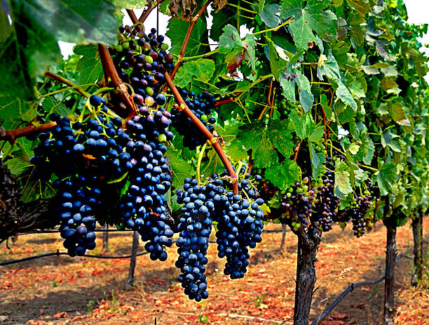 ワインカントリーでのブドウ - pinot noir grape merlot grape cabernet sauvignon grape grape ストックフォトと画像
