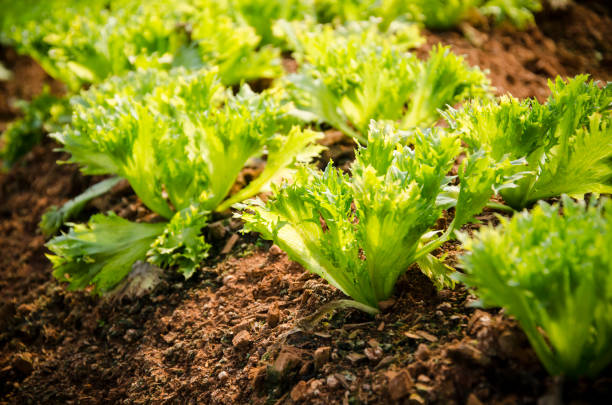 istock Frillice Iceberg, Organic garden 461936677