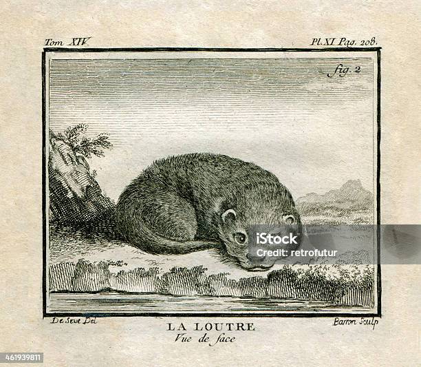 The Otter Stock Photo - Download Image Now - 18th Century, Animal, Antique