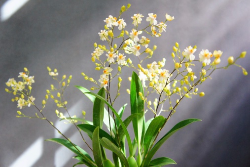 Mini Oncidium flowers