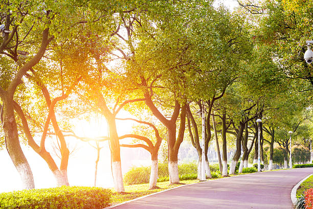 istock Country road with trees along 461942207
