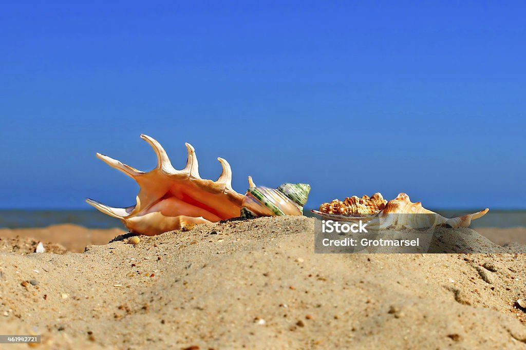 Different Conch Shell Different Conch Shells On A Beach Stock Photo - Download Image Now ...
