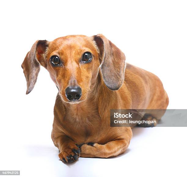 Dachshund Dog Stock Photo - Download Image Now - Animal, Brown, Canine - Animal