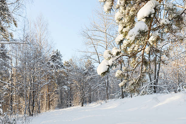 shot of pine tree and birch forest in winter stock photo