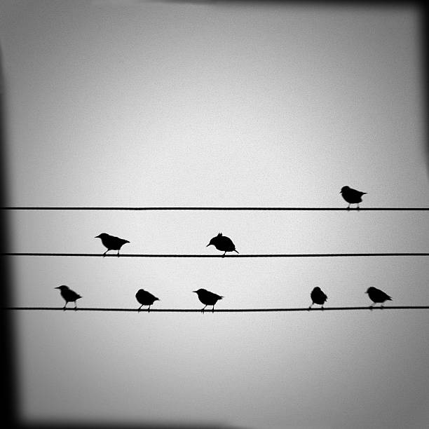 Vögel auf Drähte – Foto