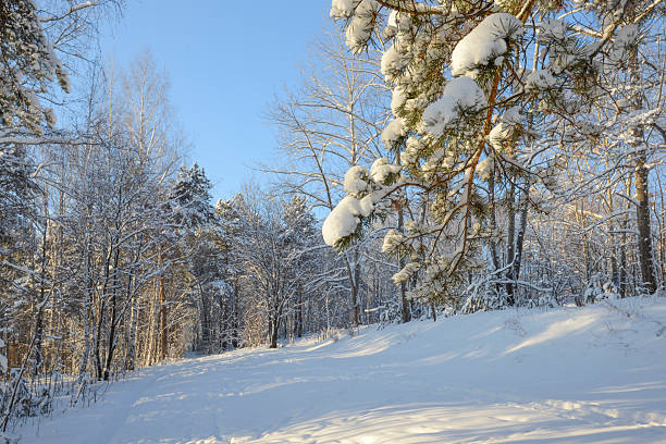 shot of pine tree and birch forest in winter stock photo