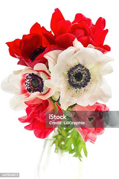 Bouquet Of Red White And Pink Anemone Flowers Stock Photo - Download Image Now - Anemone Flower, Animal Body Part, Animal Head