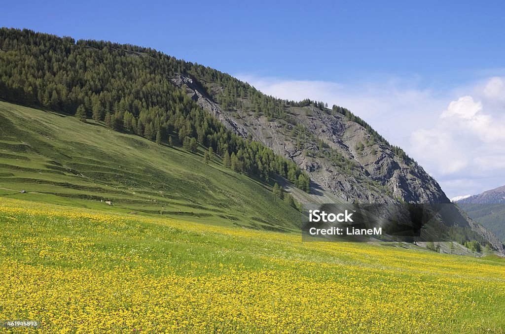 Engadina vicino a St. Moritz - Foto stock royalty-free di Albero
