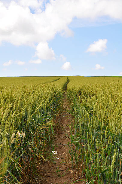 istock Summer landscape with green grass and clouds 461946097