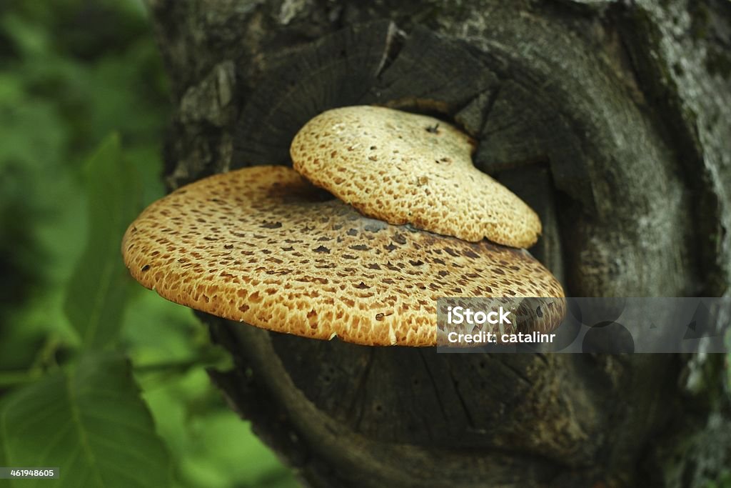 Árvore grande cogumelo - Royalty-free Ao Ar Livre Foto de stock