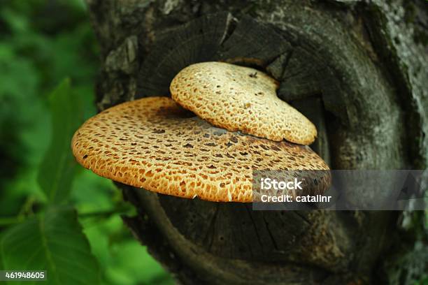 Árvore Grande Cogumelo - Fotografias de stock e mais imagens de Ao Ar Livre - Ao Ar Livre, Bactéria, Botânica - Ciência de plantas