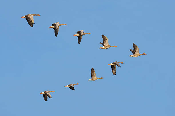 troupeau d'oies greylag dans le ciel - disposition photos et images de collection