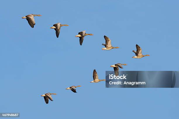 Photo libre de droit de Troupeau Doies Greylag Dans Le Ciel banque d'images et plus d'images libres de droit de Oie - Oiseau des rivières - Oie - Oiseau des rivières, Oiseau, Migration des animaux