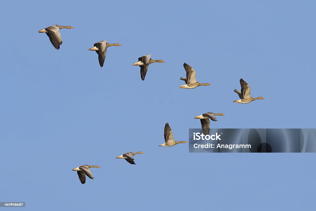 Flock of Greylag geese in the sky Flock of migrating greylag geese flying in V-formation. Goose - Bird Stock Photo