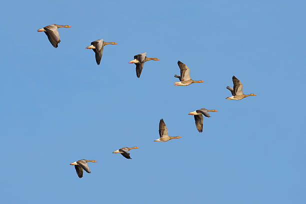 Flock of Greylag geese in the sky Flock of migrating greylag geese flying in V-formation. greylag goose stock pictures, royalty-free photos & images