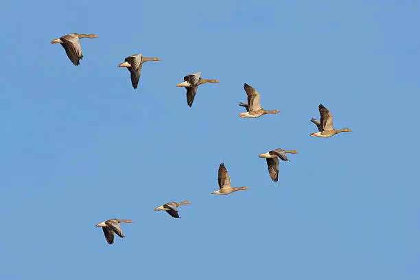 Photo of Flock of Greylag geese in the sky