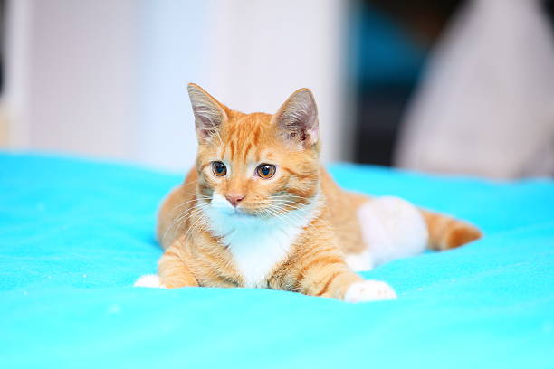 istock Animals at home - red cute cat with ball 461949209