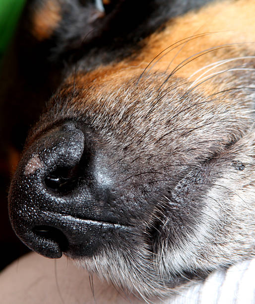 istock Big Black Dog Snout 461949679