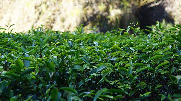 Tea plantation in Fujian Province, China stock photo