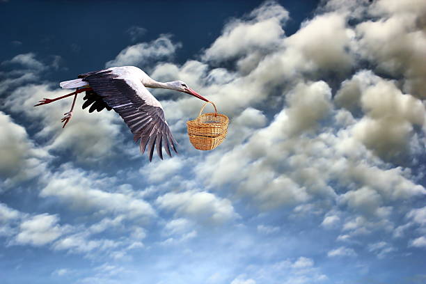 stork bringing baby in basket stock photo