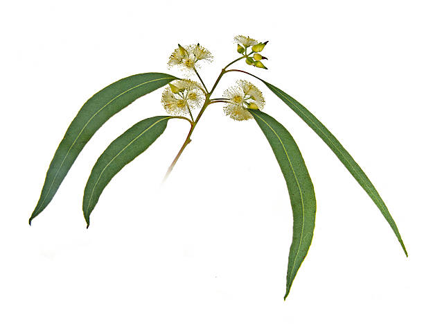 istock close up of branch 461950919