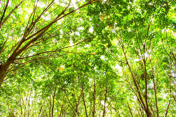 istock Beautiful green leaves under bright sky in summer 461951645