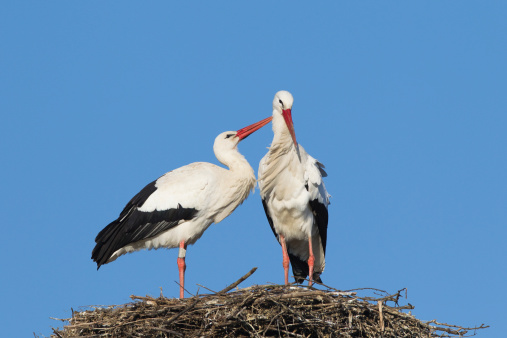 stork in nest with church spire