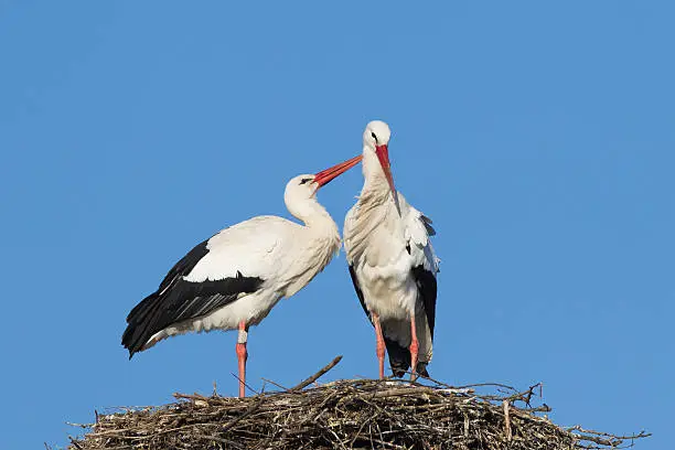 White stork pair on nest, Germany