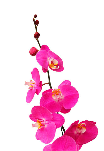 istock Beautiful purple orchid - phalaenopsis on white background 461951797