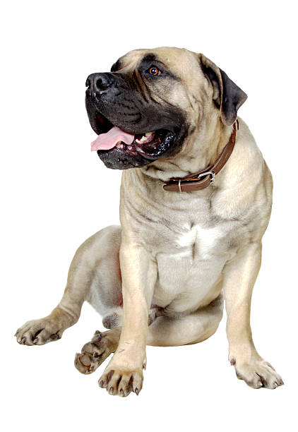 istock Dog Is  Large Breed. Photography Studio On White Background. 461954095