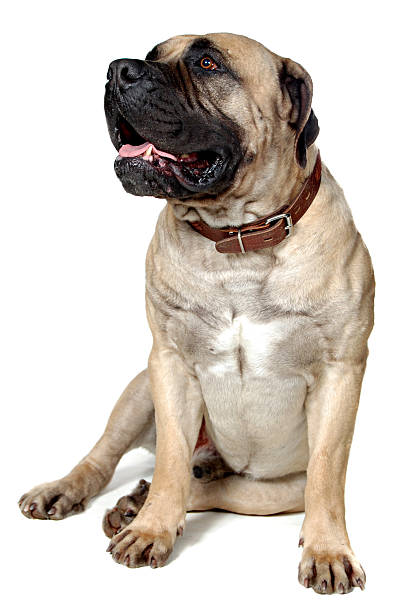 istock Dog Is  Large Breed. Photography Studio On White Background. 461954401
