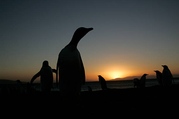 istock Gentoo penguin, Pygoscelis papua 461954659