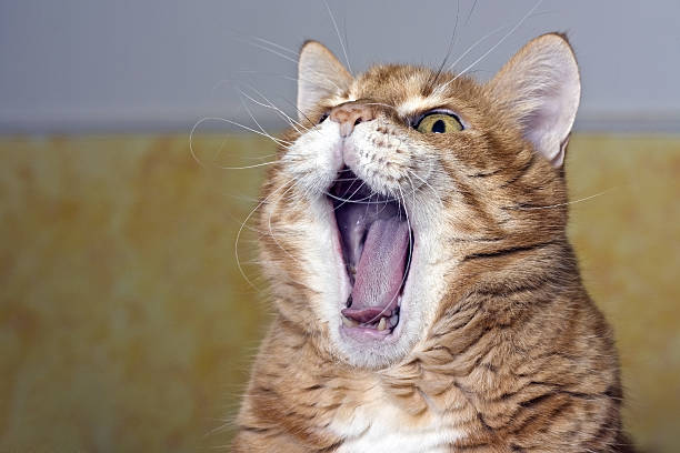 istock Cat yawning. Also useful for yelling or laughing concept 461956063
