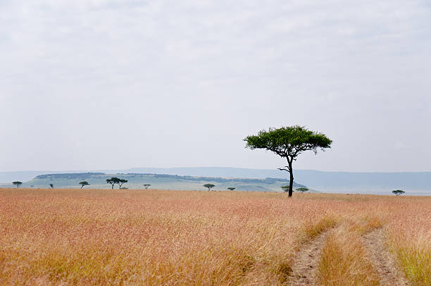 istock tracks from a safari jeep 461956085
