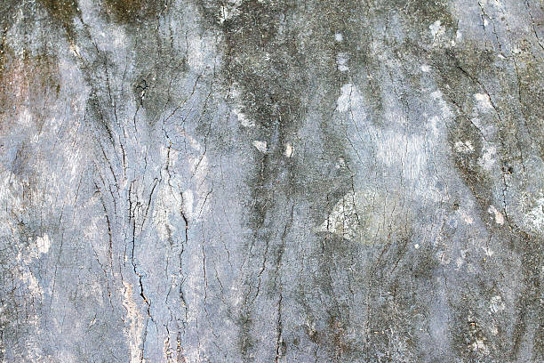 istock texture of bark wood use as natural background 461956439