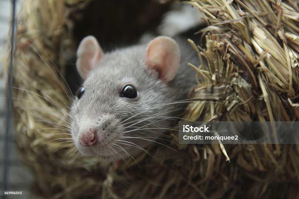 Rat Animal Stock Photo