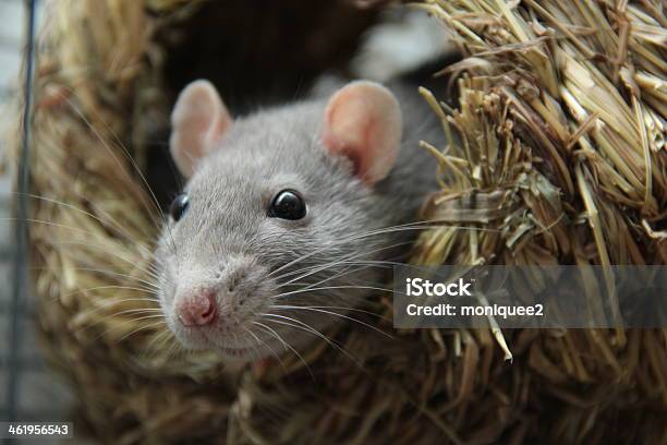 Rat Stock Photo - Download Image Now - Animal, Animal Body Part, Animal Ear