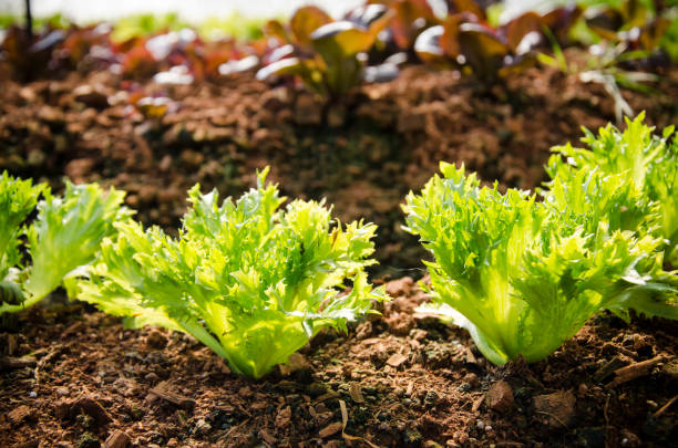 istock Frillice Iceberg, Organic garden 461961219