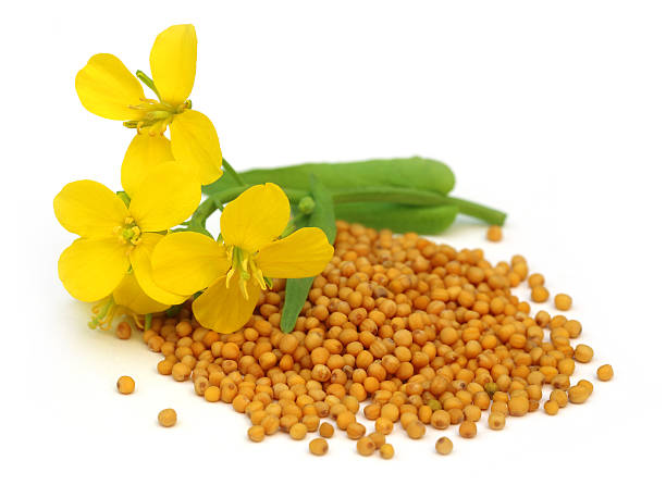 Pile of mustard seeds with mustard flower on top Mustard flower with seeds over white background Mustard stock pictures, royalty-free photos & images