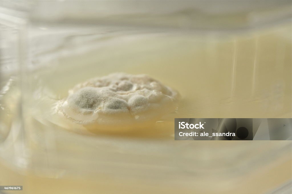 Fungo en piastra Petri de hongo - Foto de stock de Agar-agar libre de derechos