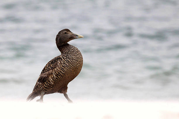 Common Eider walking in a sandstorm Common Eider walking in a sandstorm eider duck stock pictures, royalty-free photos & images