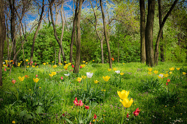 mystic forest with flowers