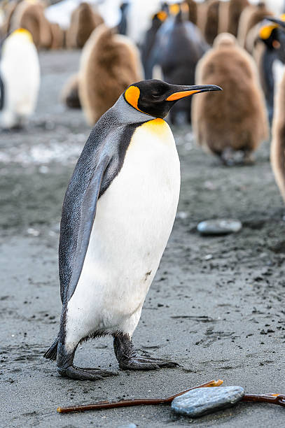 istock Penguins of South Georgia 461962507