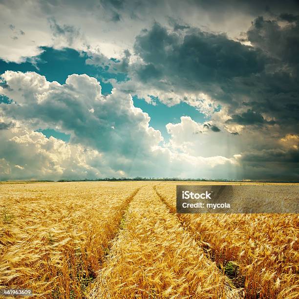 Campo De Colheita E Nuvens Sobre O - Fotografias de stock e mais imagens de Agricultura - Agricultura, Ajardinado, Amarelo