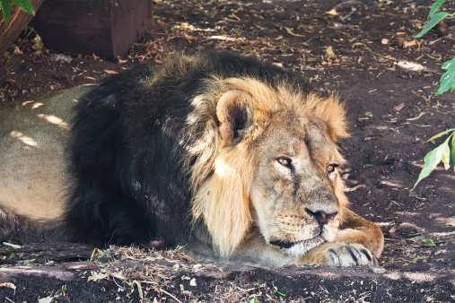 King of animals - African male lion in zoo