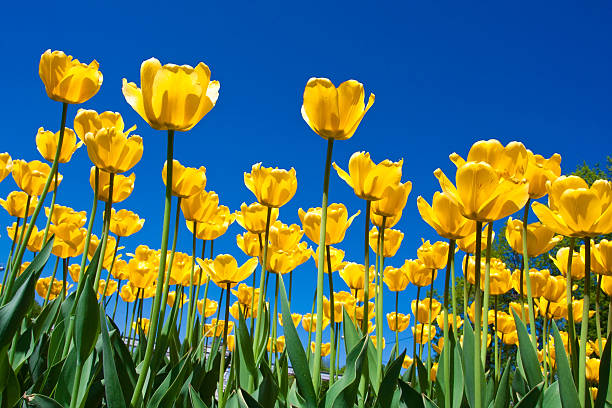 tulipan kwiaty - tulip single flower flower yellow zdjęcia i obrazy z banku zdjęć