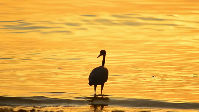 Bird walking on sunset beach