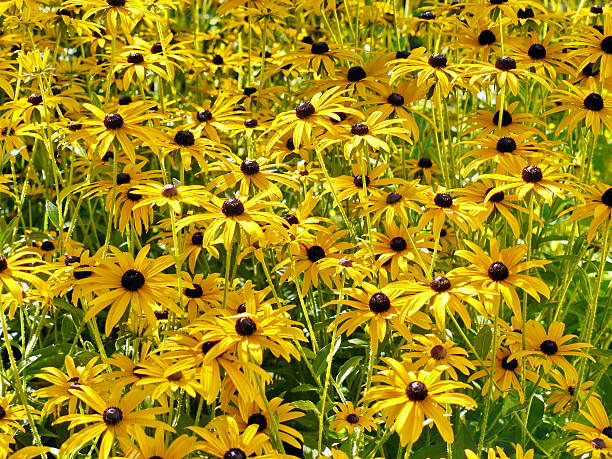 istock yellow marguerite field 461968335