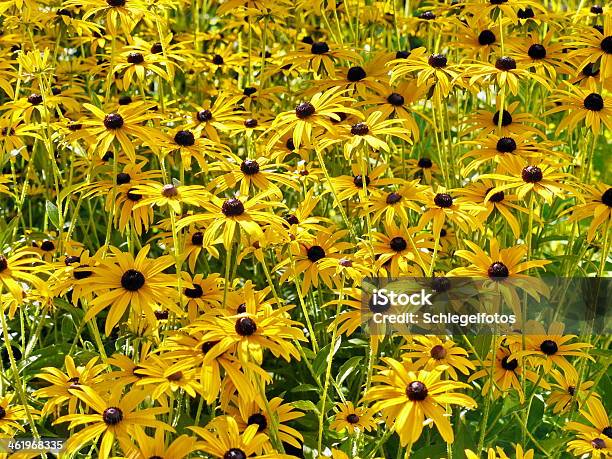 Yellow Marguerite Field Stock Photo - Download Image Now - Agricultural Field, Backgrounds, Beauty