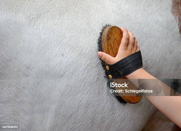 Horse Grooming Stock Photo - Download Image Now - Horse, Animal Groomer, Brushing